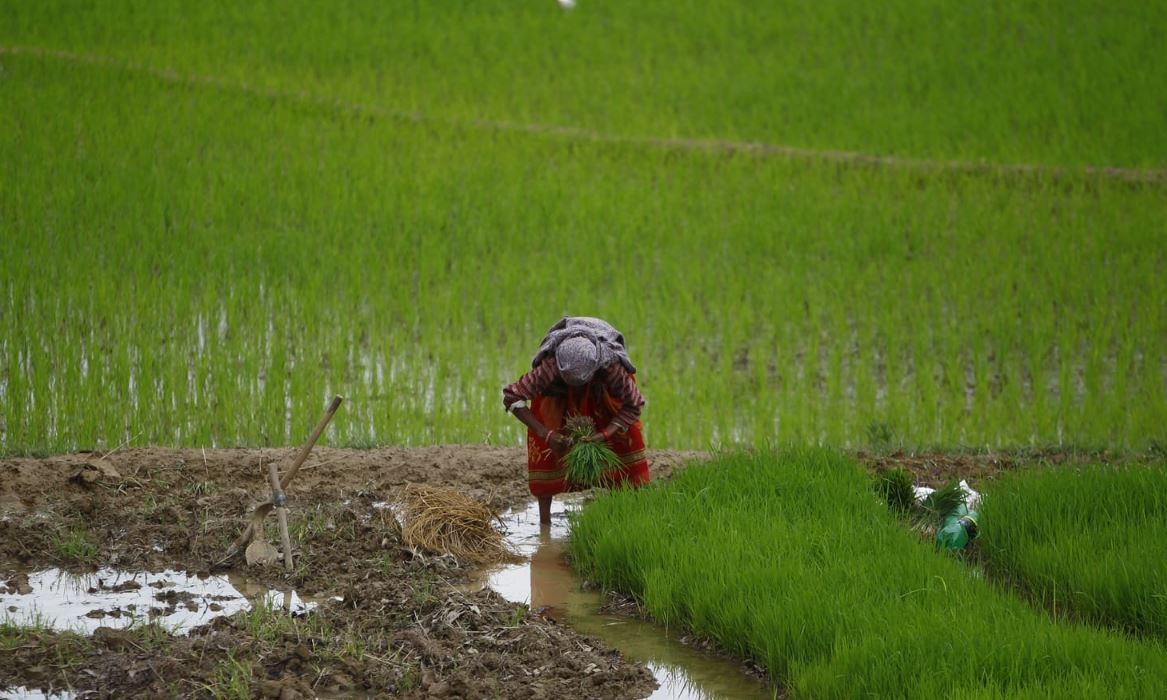 काँठ क्षेत्रका किसानलाई कोरोना बिर्साउँदै धान रोपाइँको चटारो