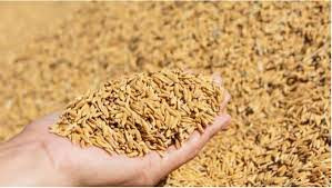 Rice Seed Production, Supply and Quality Control System Project to be run in Province 1