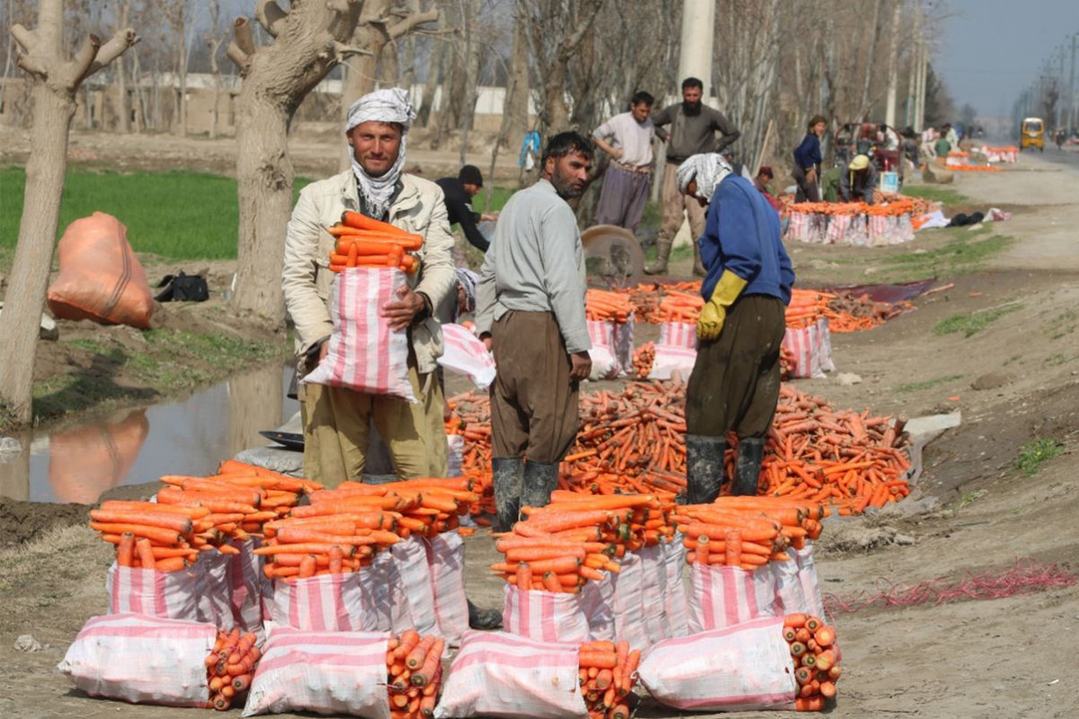अफगानिस्तानको कुन्दुज शहर र गाँजरको ब्यापार 