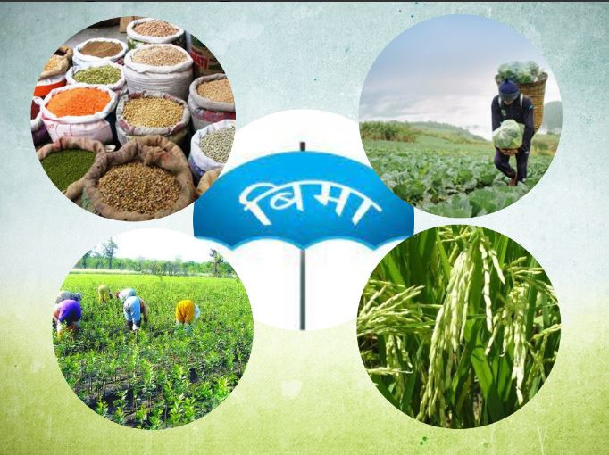 प्रभावकारी बन्दै कृषि बिमा कार्यक्रम, टिमुर मिन्थाजस्ता जडीबुटीको पनि बिमा हुँदै 