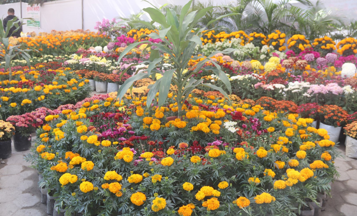 तिहारको महोत्सव फूलको उत्सव : भृकुटीमण्डपमा प्रदर्शनीमा राखिएको फूल