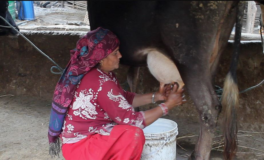 रामेछापमा दूधको मूल्य प्रतिलिटर २३ रुपैयाँले घट्यो, गाईपालक किसान चिन्तित